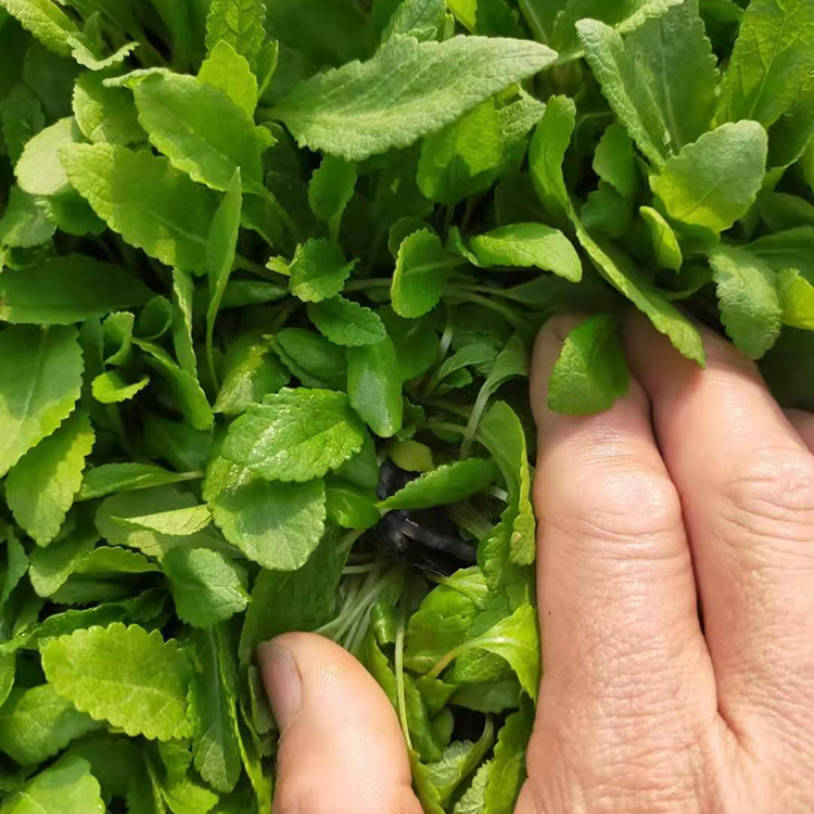 振玲供应鼠尾草小苗 鼠尾草小苗供应 欢迎来电