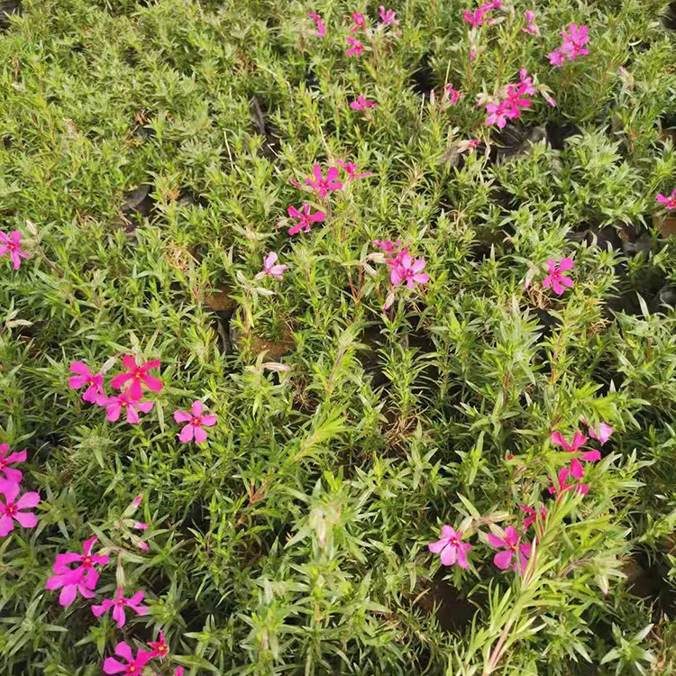 芝樱培育基地 福禄考小苗培育基地 欢迎来电
