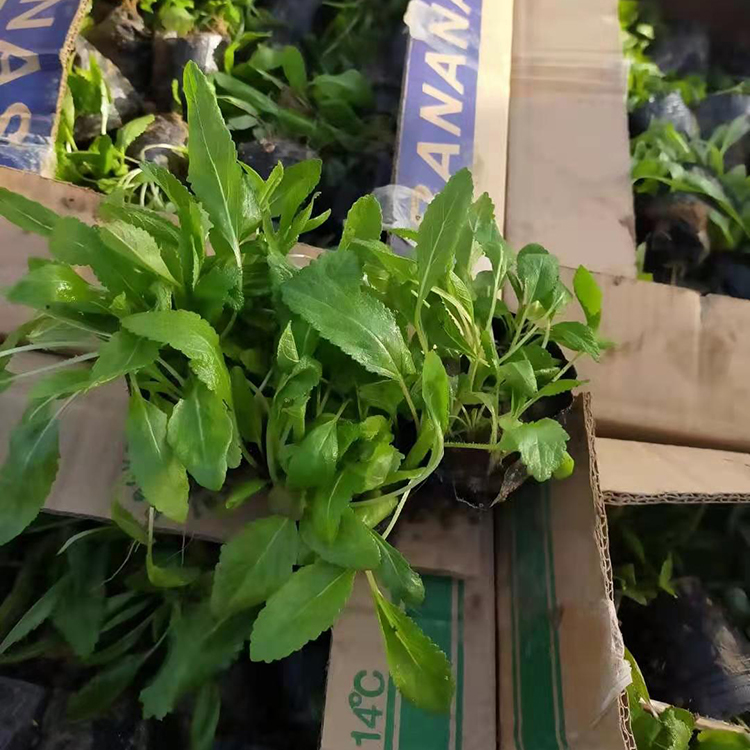 基地种植鼠尾草小苗 鼠尾草小苗批发 欢迎来电