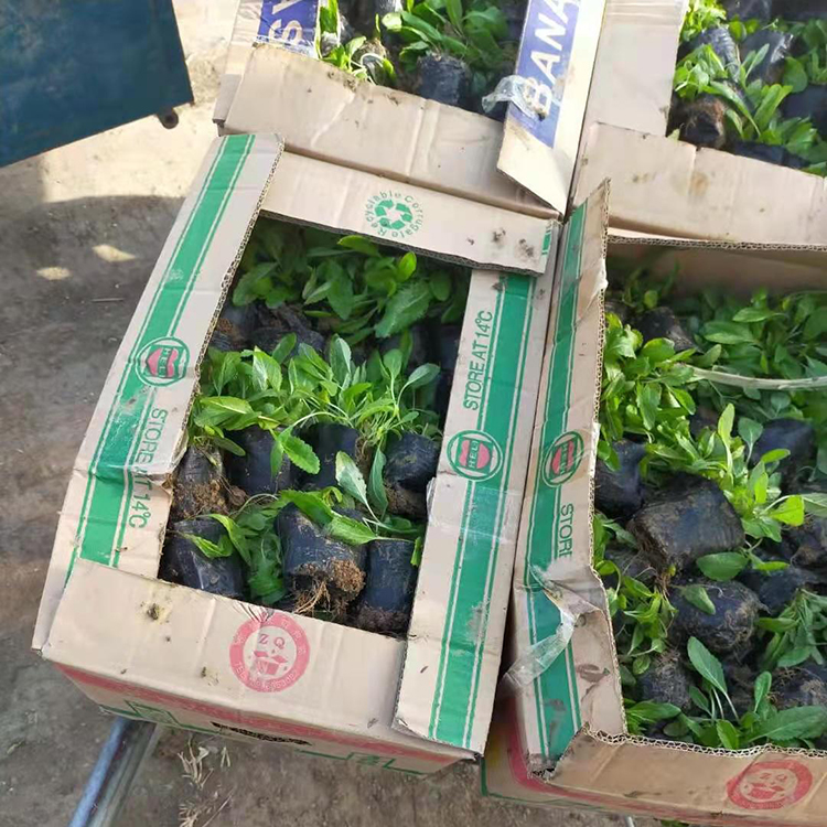 绿化用鼠尾草 鼠尾草价格 价格优惠