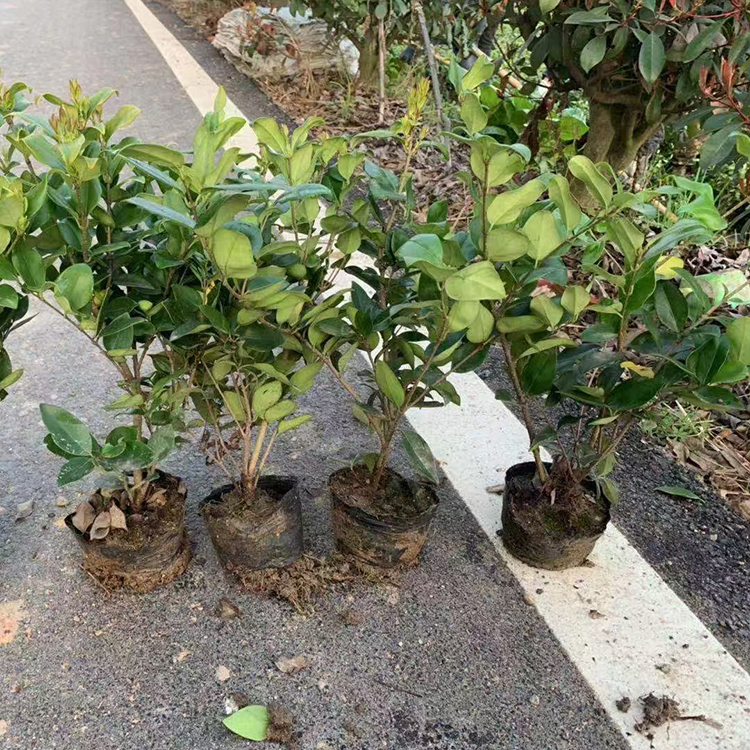 园林绿化植物 金森女贞 山东金森女贞基地供应