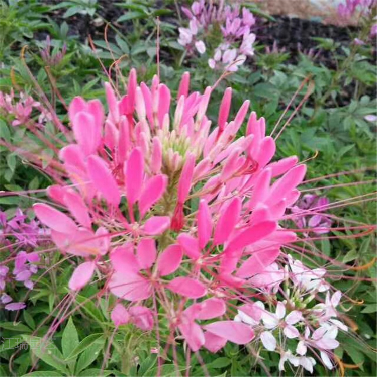 醉蝶花批发 山东青州醉蝶花基地 醉蝶花订购报价 江瑞花卉现货供应 欢迎选购