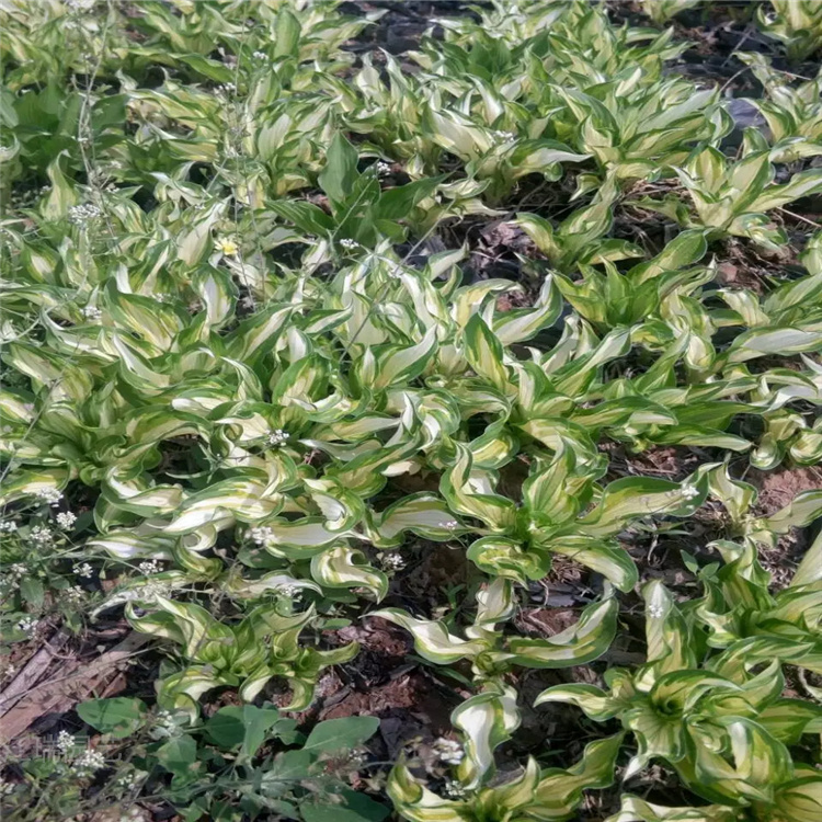 金边玉簪批发 盆栽紫花玉簪价格 山东青州花叶玉簪种植基地 现货供应欢迎致电咨询江瑞花卉