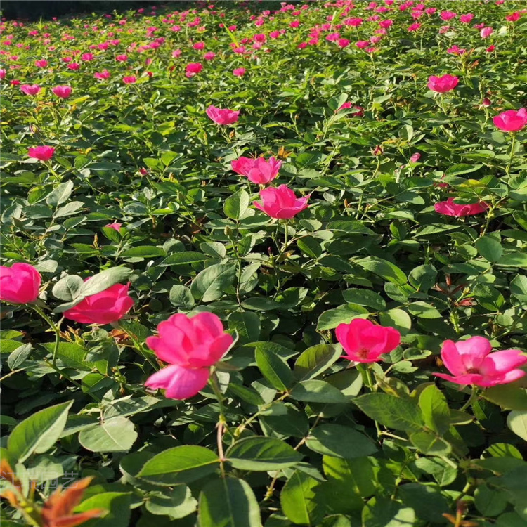 丰花月季批发 红帽月季价格 大花品种月季订购报价 藤本月季基地 买月季找江瑞