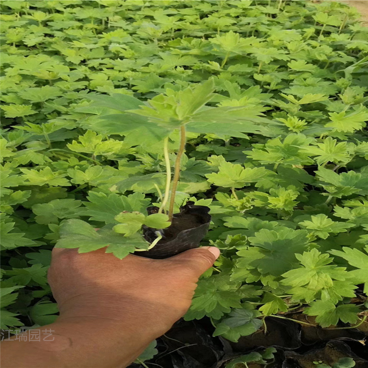 大花飞燕草 江瑞园艺大花飞燕草价格 大花飞燕草厂家直销 现货供应