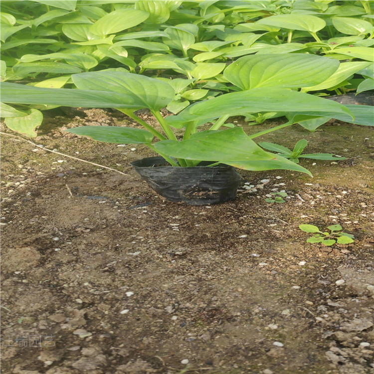 多芽白花玉簪批发 白花玉簪价格 盆栽白花玉簪种植基地 江瑞园艺现货供应
