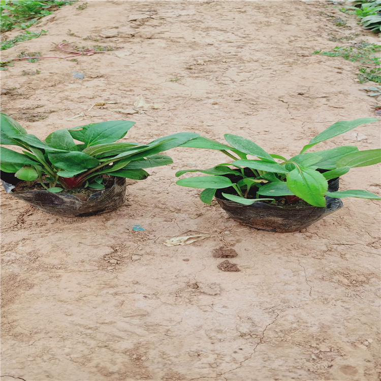 松果菊批发 多芽松果菊价格 松果菊种植基地 松果菊精选厂家 江瑞花卉