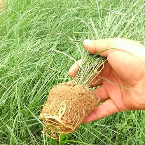 网红打卡基地 粉黛乱子草花海  粉黛乱子草小苗培育商