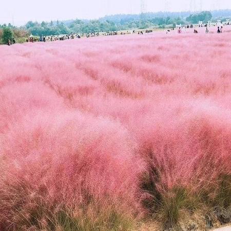 观叶花卉矾根价格 矾根种苗  青州苗木基地