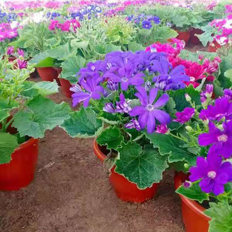 供应 瓜叶菊工程苗基地 盆栽瓜叶菊批发价格