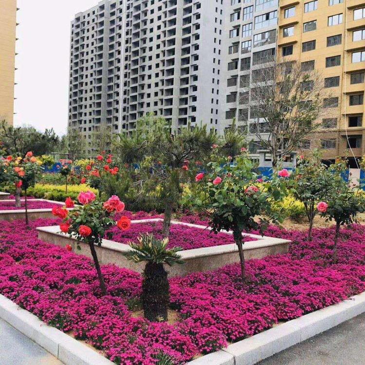 开花草坪欧石竹基地 白花欧石竹价格 基地批发