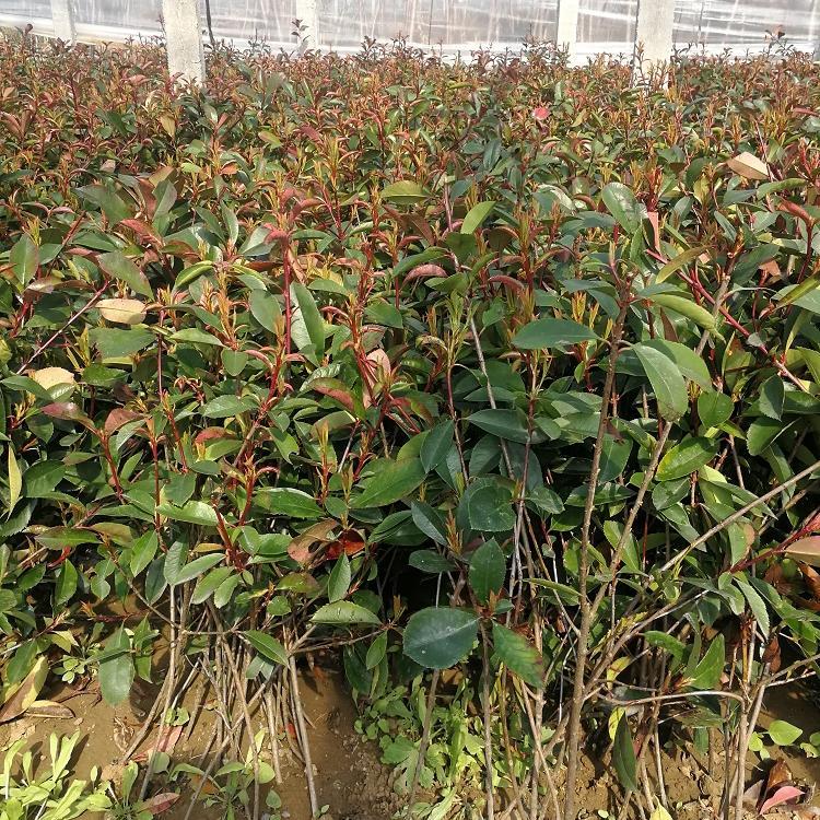 红叶石楠  冠森花卉 青州苗木基地
