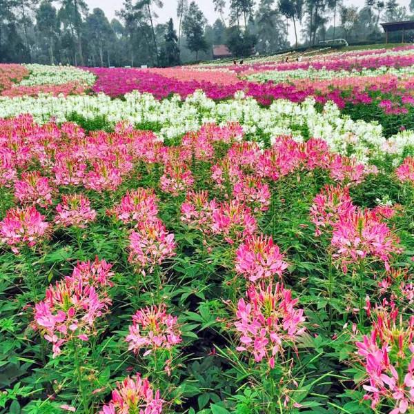 醉蝶花价格 基地销售醉蝶花 盆栽小苗