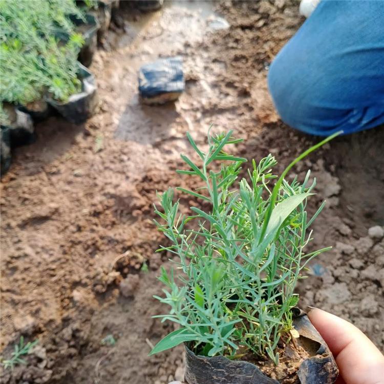 粉黛乱子草大量供应 冠森花卉 青州苗木基地