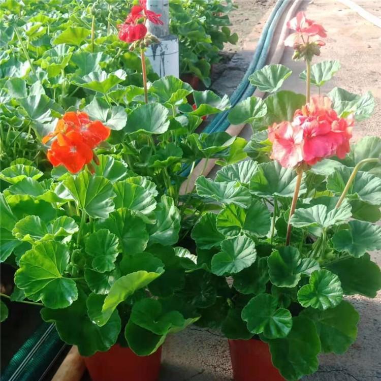 冠森供应天竺葵工程苗 天竺葵培育基地 盆栽天竺葵