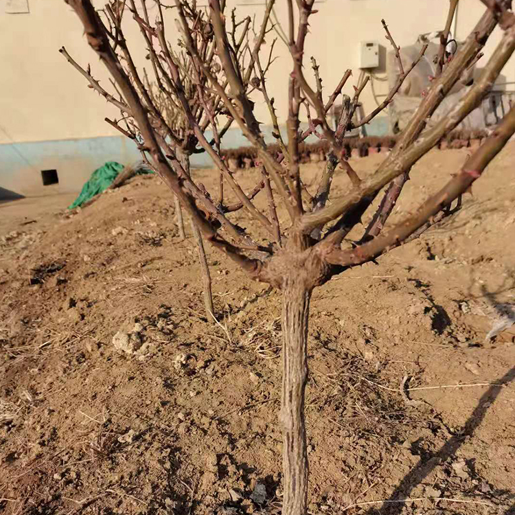 基地供应月季树 月季树绿化苗价格 量大价优