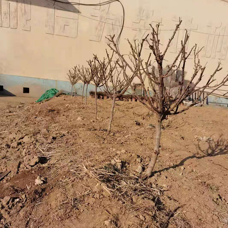 月季树 新型月季类型 月季树批发基地 锦帆