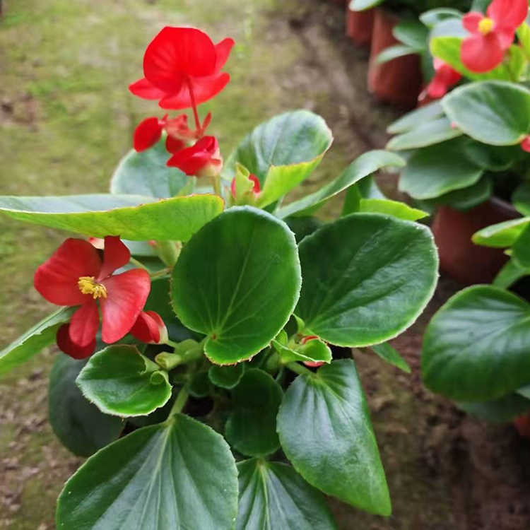 红色花系 四季海棠批发 花色好看 四季海棠价格