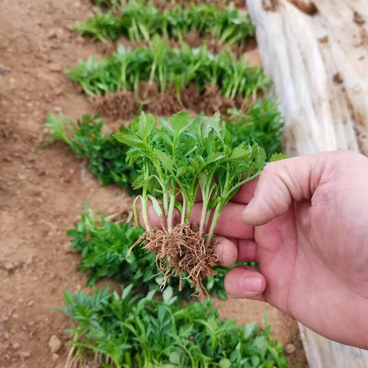 孔雀草小苗 好成活小苗批发 锦帆大量供应