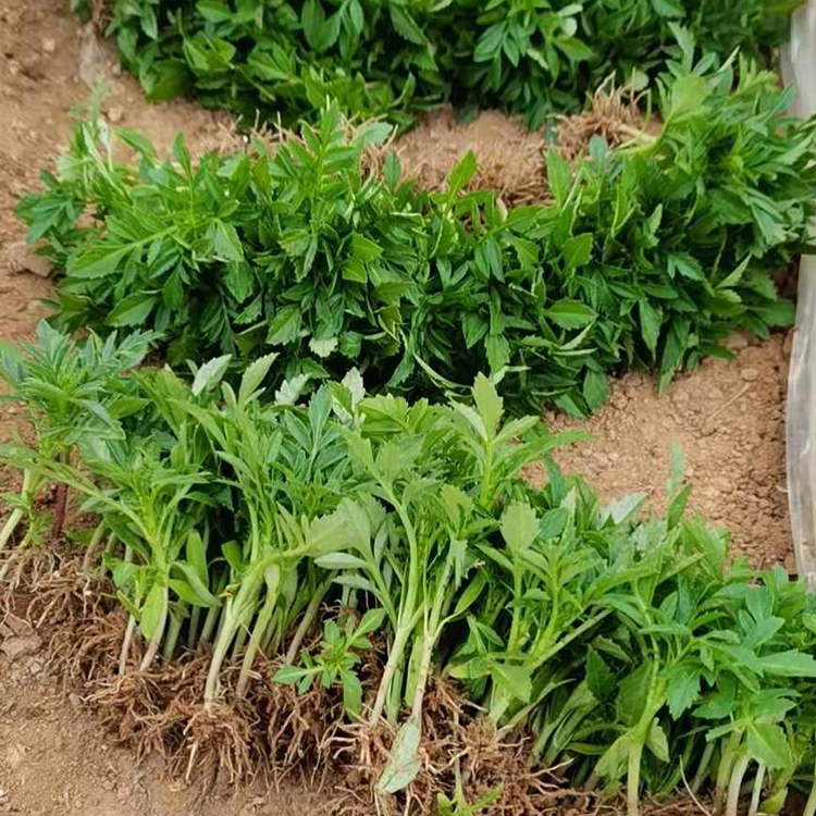 孔雀草小苗种植基地 锦帆花卉苗木 租摆孔雀草
