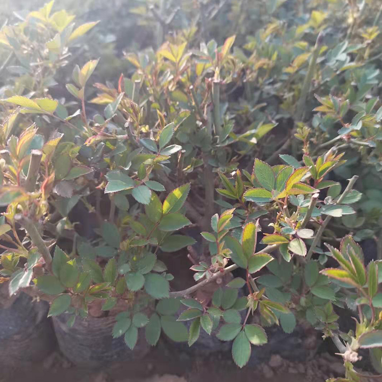 月季小苗批发 大花月季小苗培育基地 锦帆