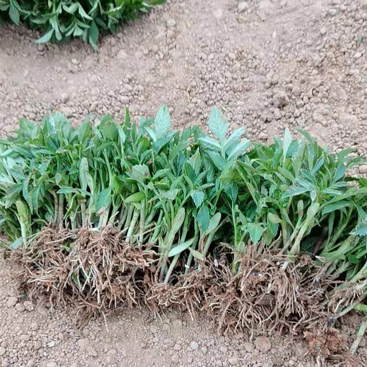 锦帆大量供应孔雀草小苗 价格优惠 欢迎来电