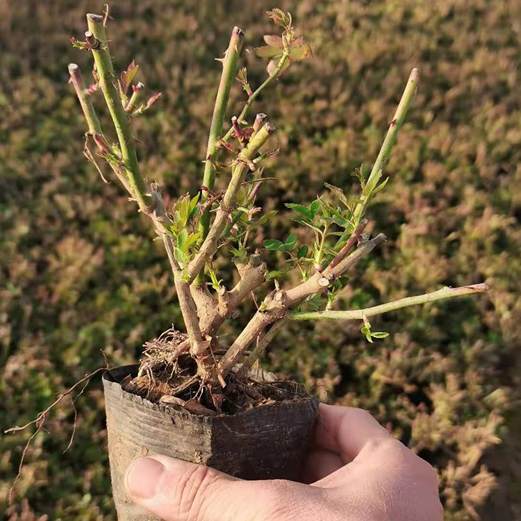 大花月季 多花色月季小苗供应 量大价优