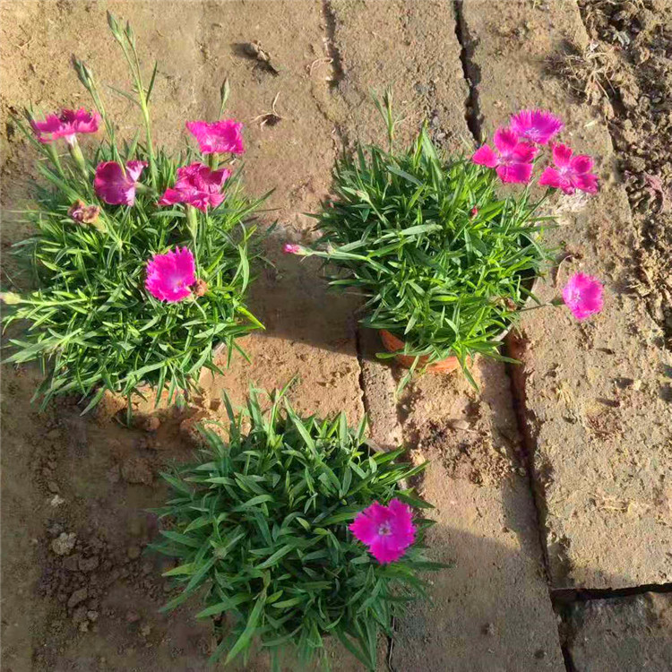  欧润 景观欧石竹 欧石竹鲜花 基地直销