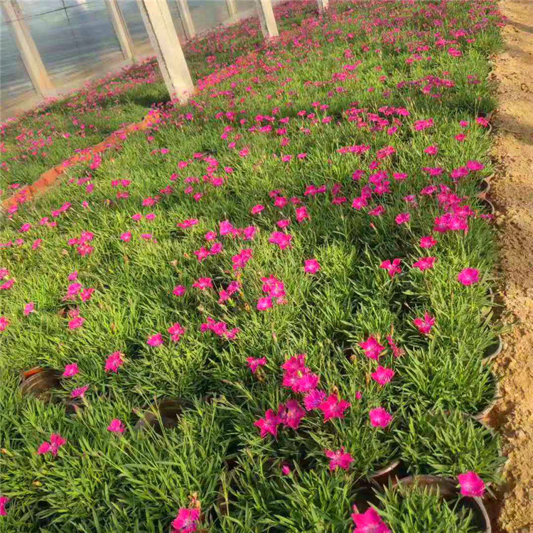  欧润 欧石竹种植基地 欧石竹花卉 基地直供