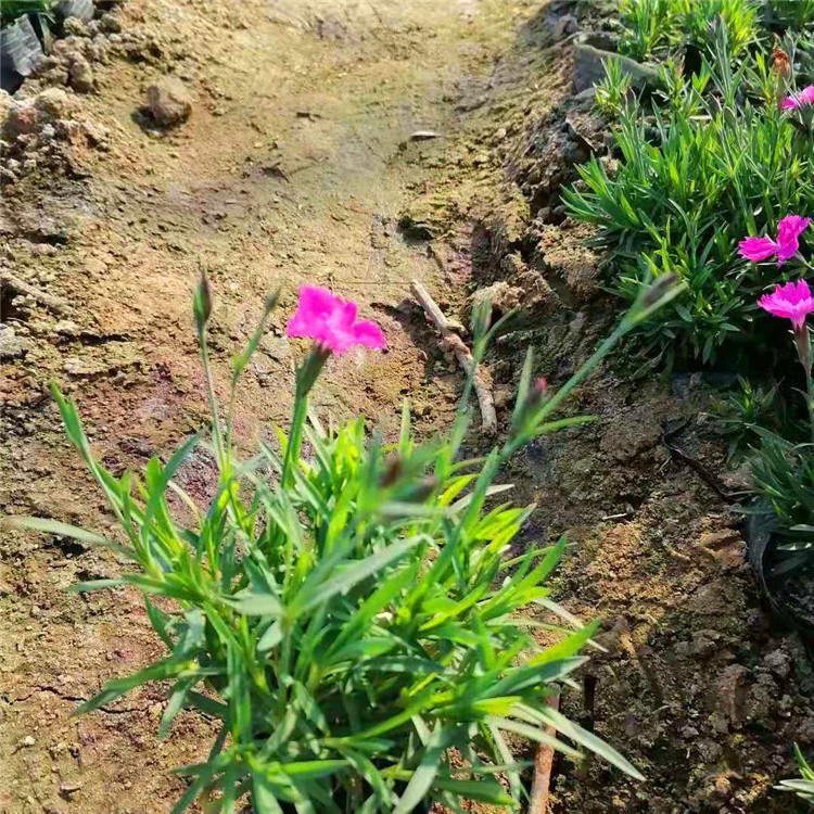  欧润 欧石竹种植基地 欧石竹租摆 基地直供