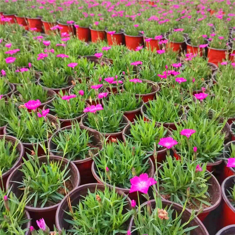  欧润 欧石竹小苗 绿植盆栽欧石竹 量大价优