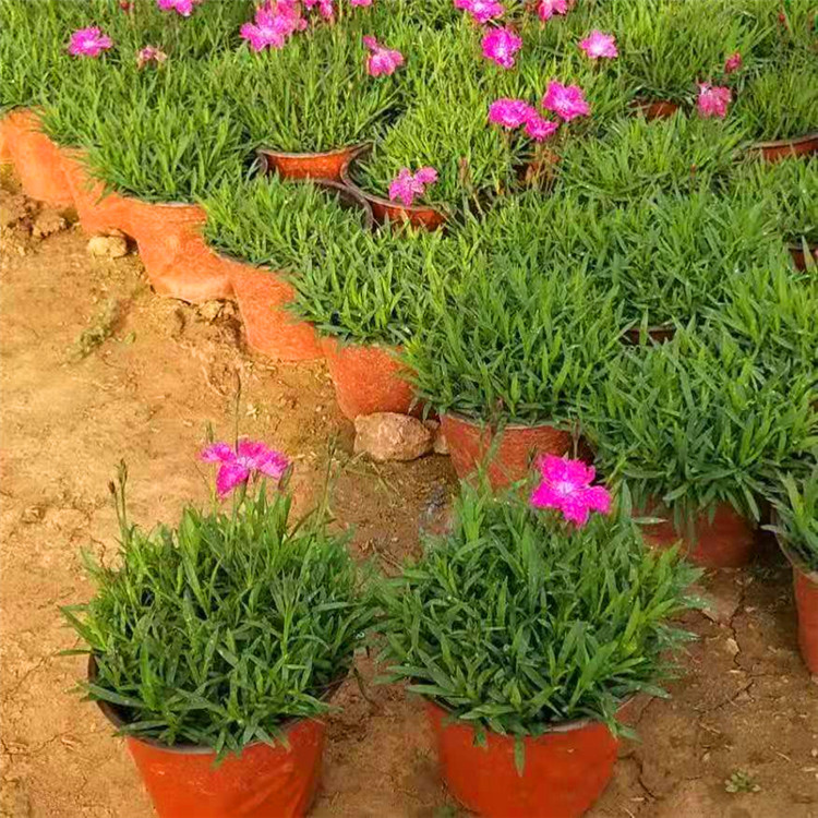  欧润 双色盆欧石竹 欧石竹小苗穴苗 苗木种植基地