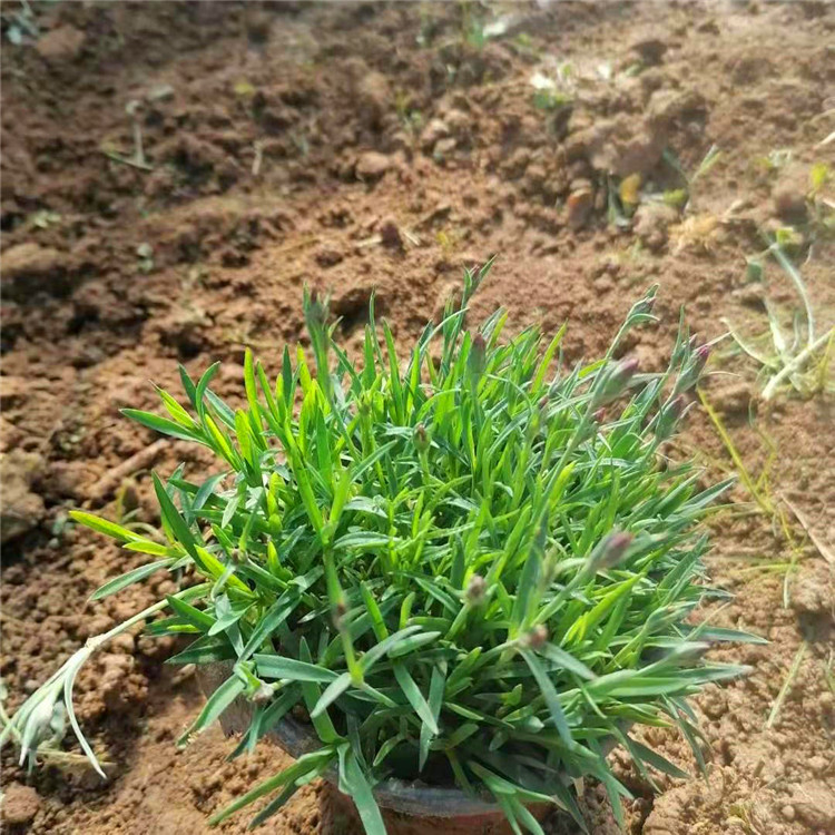 欧润 观赏欧石竹 绿植盆栽欧石竹 品种全