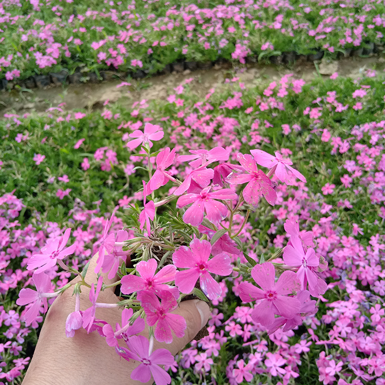 丛生福禄考小苗  量大从优  山东种植基地芝樱批发
