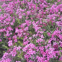 芝樱价格 价格从优 山东宿根花卉 芝樱小苗