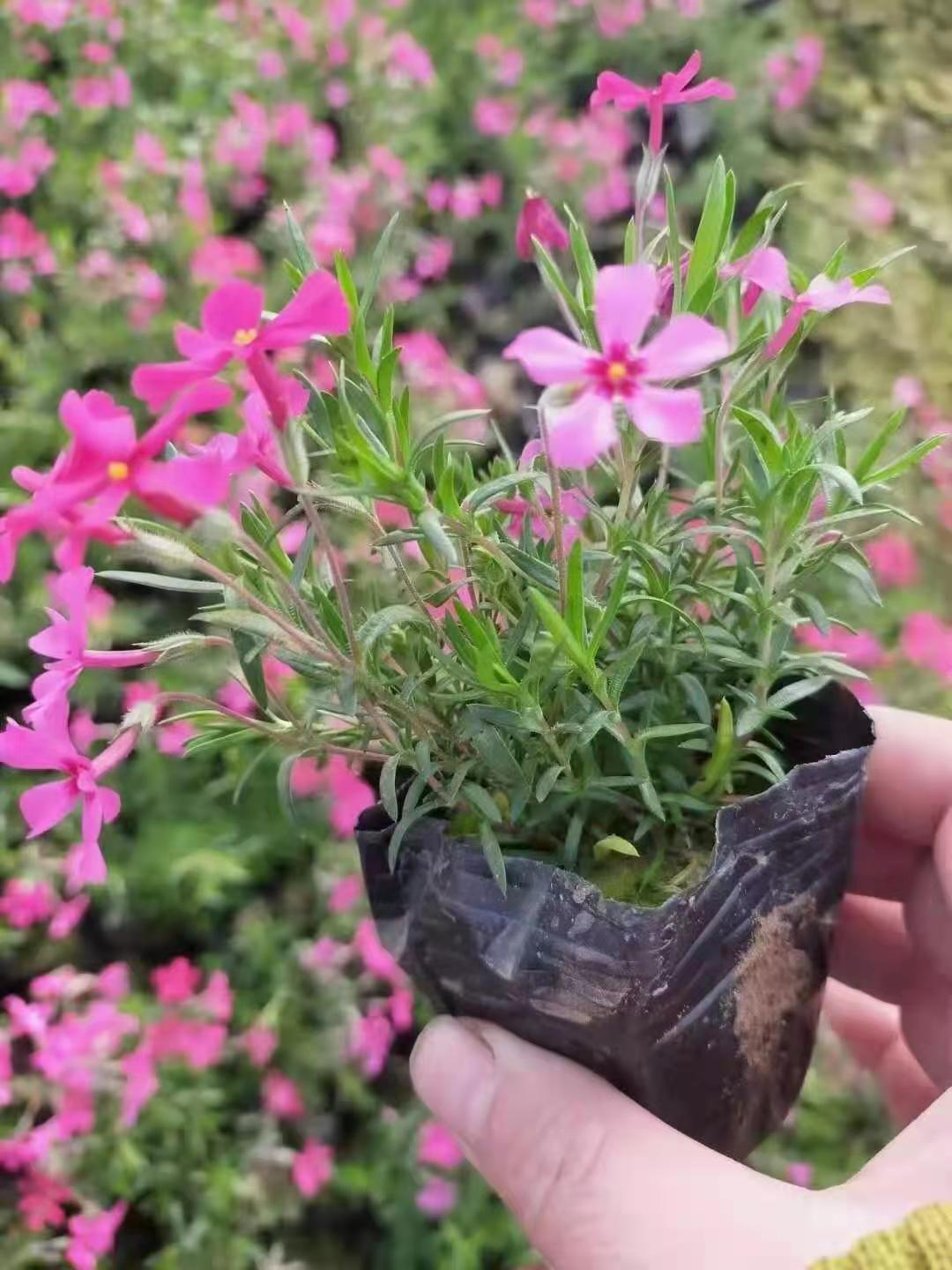 丛生福禄考批发基地