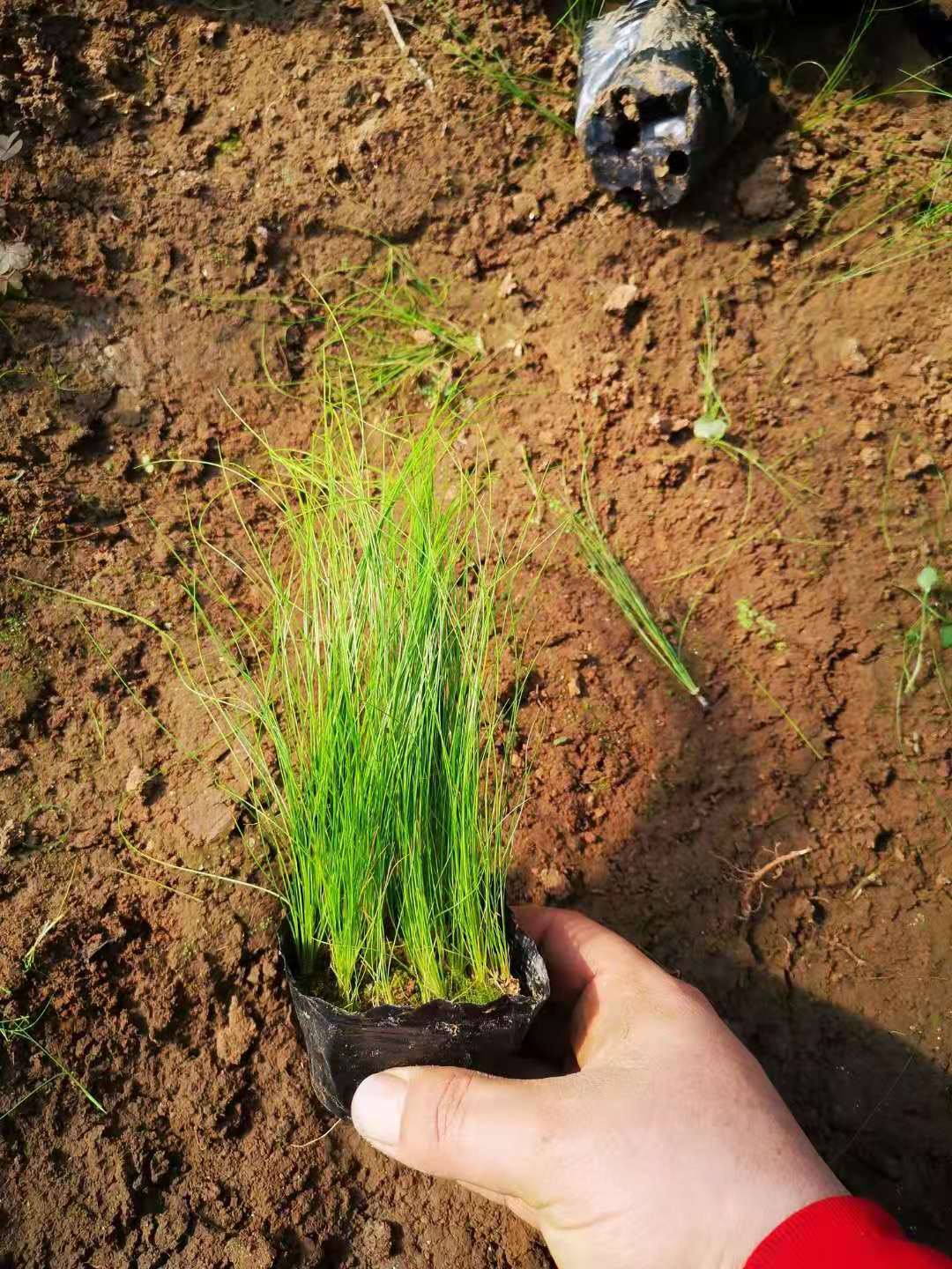 细茎针茅种植批发基地