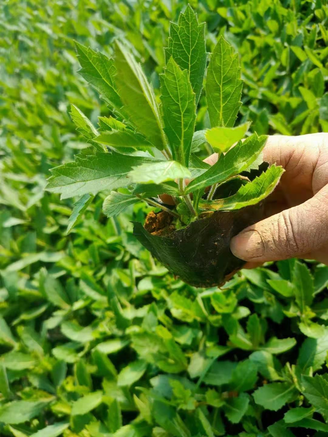 马鞭草种植基地