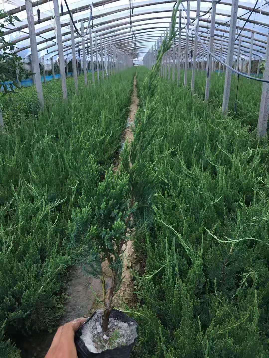 小龙柏批发