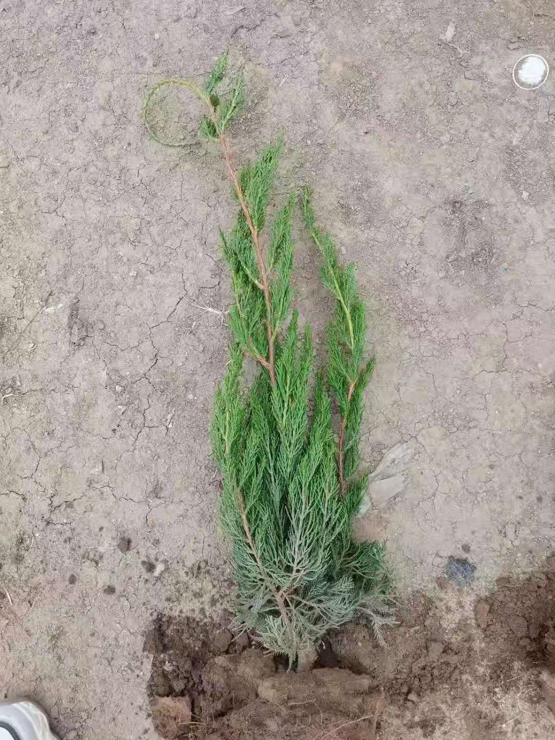小龙柏地栽苗