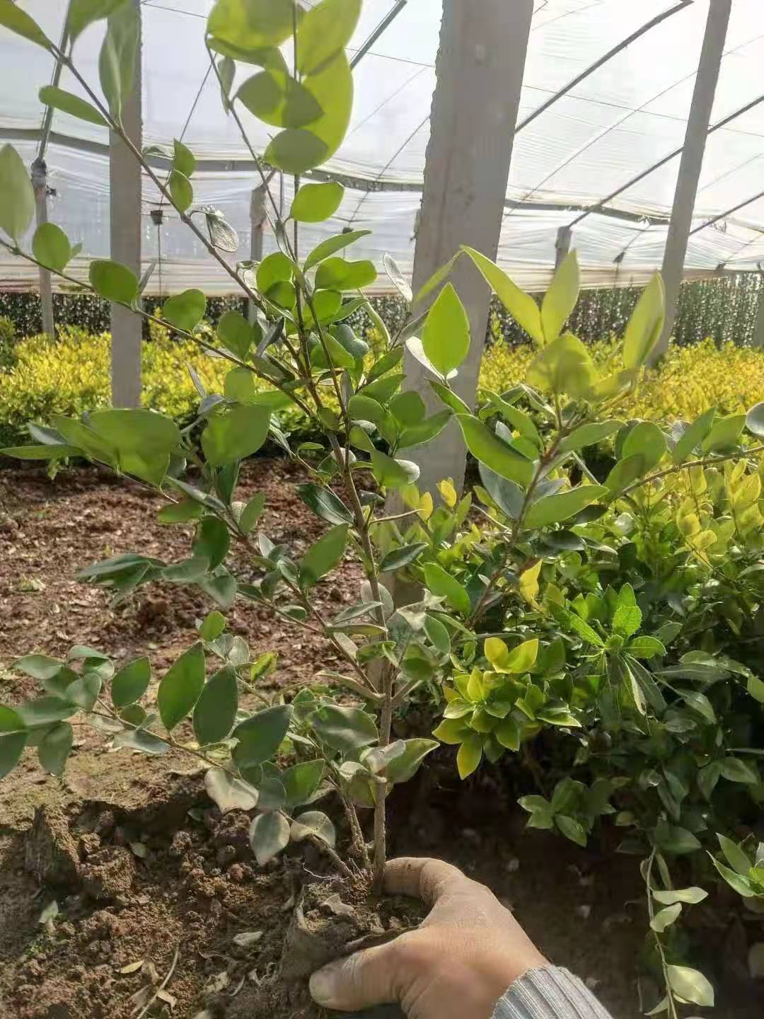 金森女贞批发