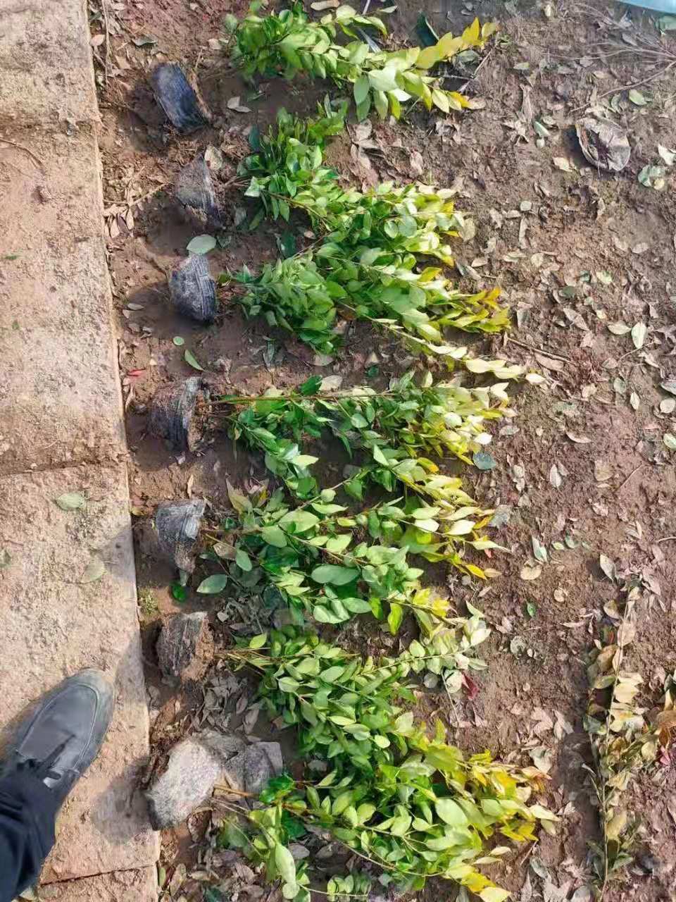 金森女贞种植批发基地