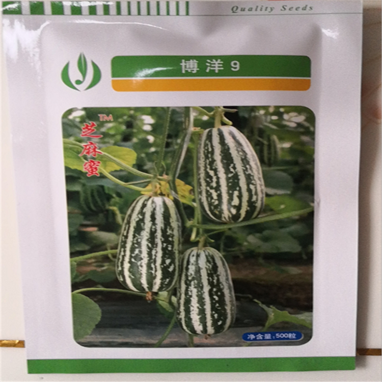 常年供应抗死棵耐寒草莓柿子  绿腚柿子油柿子番茄西红柿   价格实惠