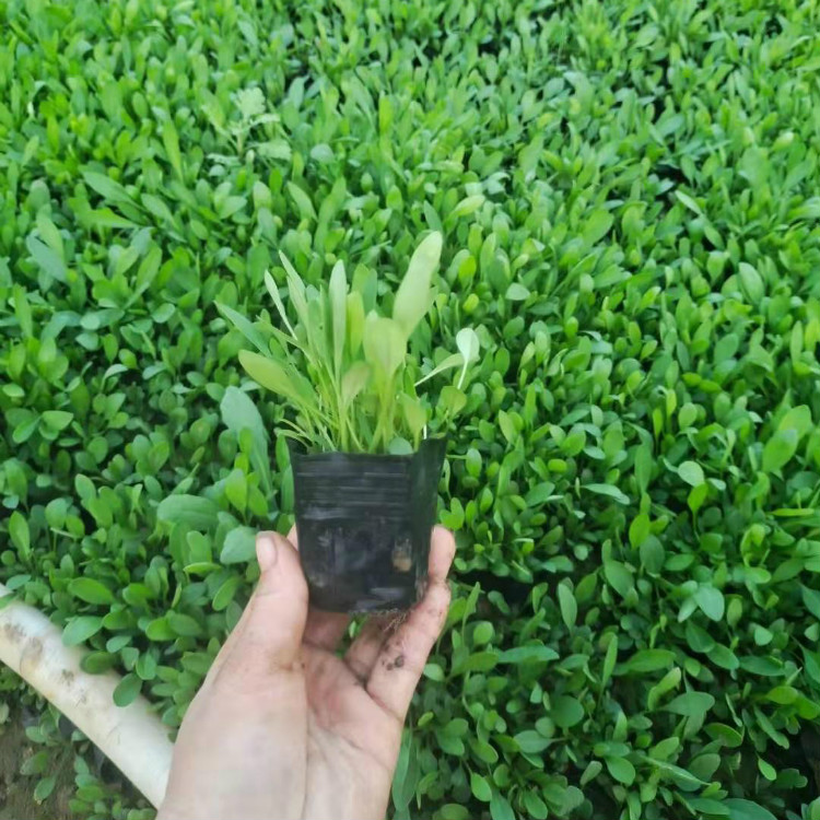 金鸡菊价格  金鸡菊培育基地  租摆观赏金鸡菊盆栽