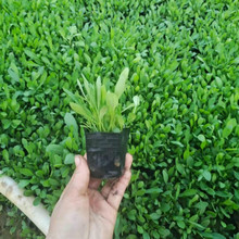 金鸡菊价格  金鸡菊培育基地  租摆观赏金鸡菊盆栽