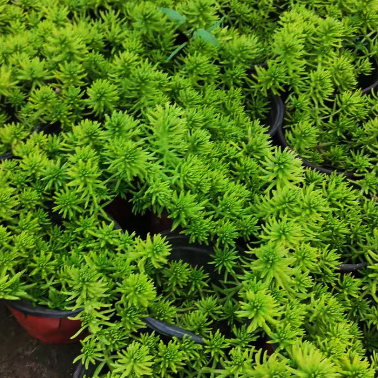 佛甲草报价 山东草花绿叶佛甲草 山东基地批发