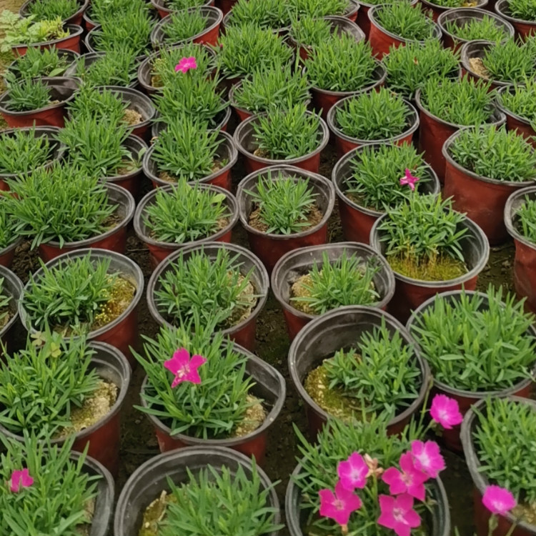 观赏花卉欧石竹 欧石竹花海 欧石竹幼苗