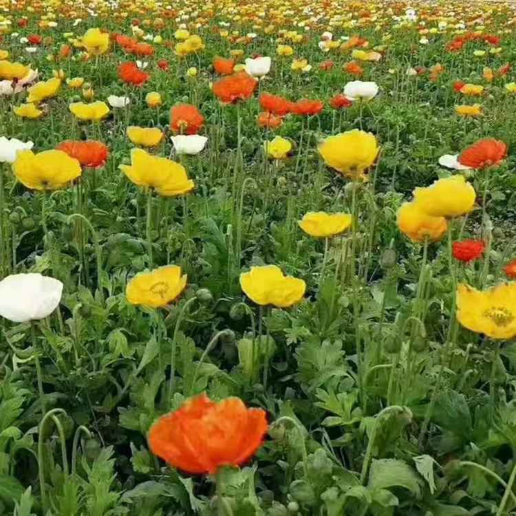 青州虞美人种植基地 冬季绿化袋苗虞美人