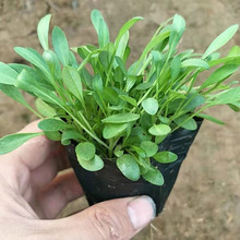 阳台美化用大花金鸡菊盆栽  金鸡菊小苗供应