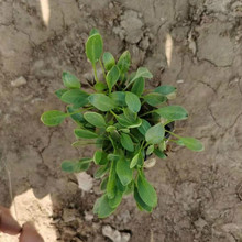 大花金鸡菊小苗批发   观赏盆栽金鸡菊价格  宸涵金鸡菊